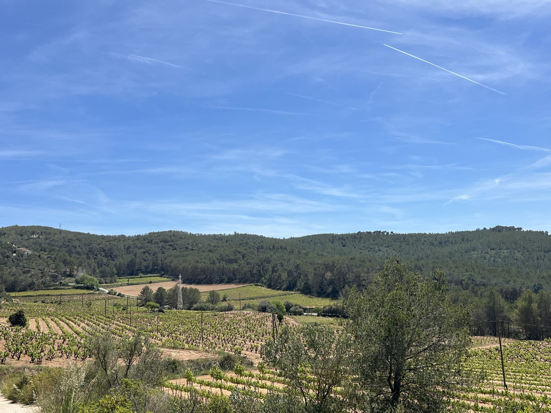 Vineyard rows in the Garraf hills above Sitges on a clear day